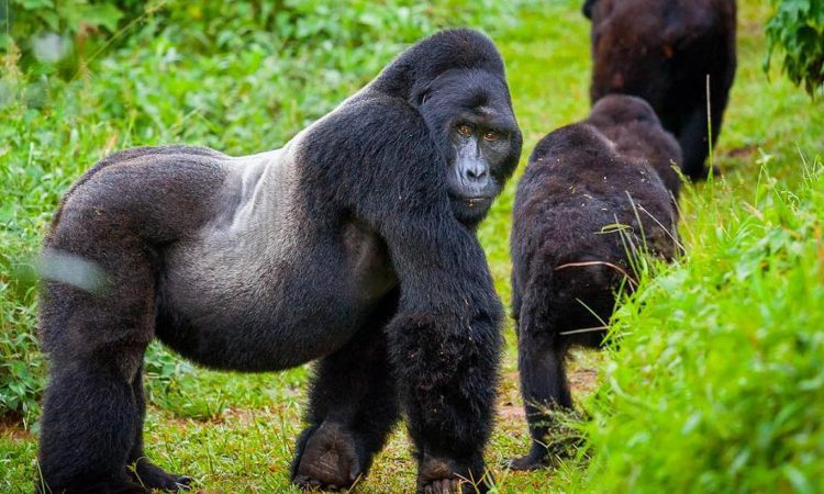 Rwanda Tours 1 Mountain gorilla silverback in bamboo forest Volcanoes National Park Rwanda safari