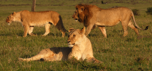 Masai Mara Safari 1 Masai Mara safari Big Five lion pride brown savannah kopje green acacia trees Kenya