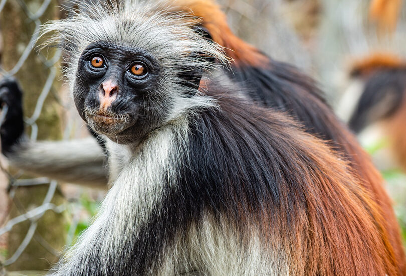 Zanzibar Beach Resorts 69 Jozani Forest & Red Colobus Monkeys