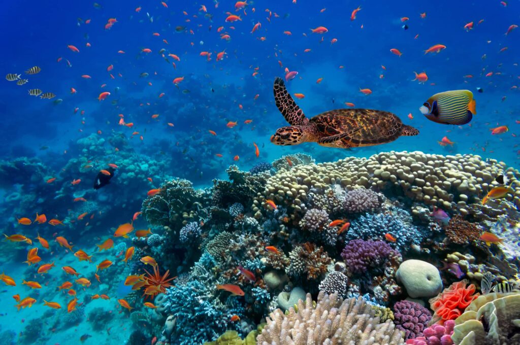 Zanzibar Beach Holidays 10 Mnemba Atoll Zanzibar snorkeling with sea turtles, coral reefs, crystal clear waters, tropical fish