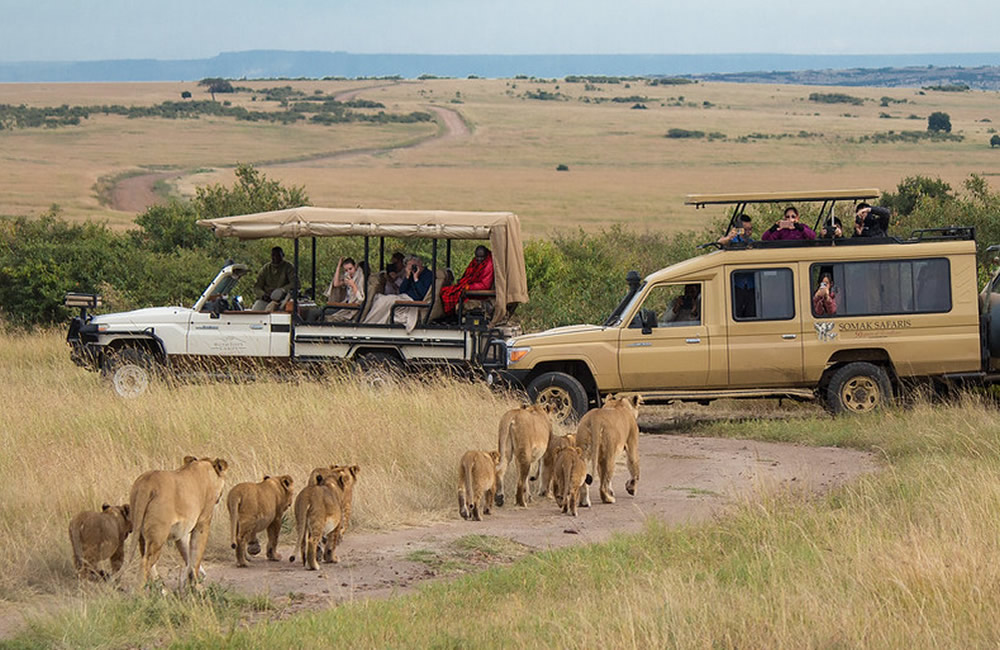 Safari to Beach Perfection — Lions in Serengeti followed by turquoise ocean relaxation at Zanzibar all inclusive resort