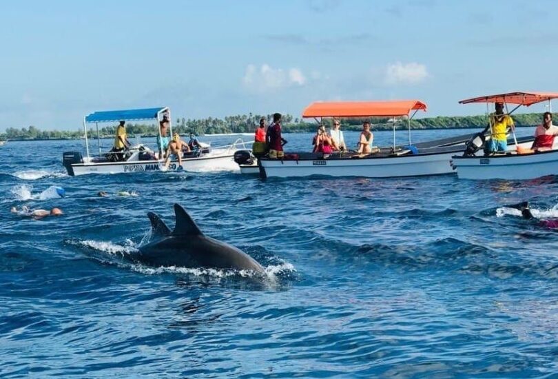 Family Dolphin Tour Teenagers Zanzibar