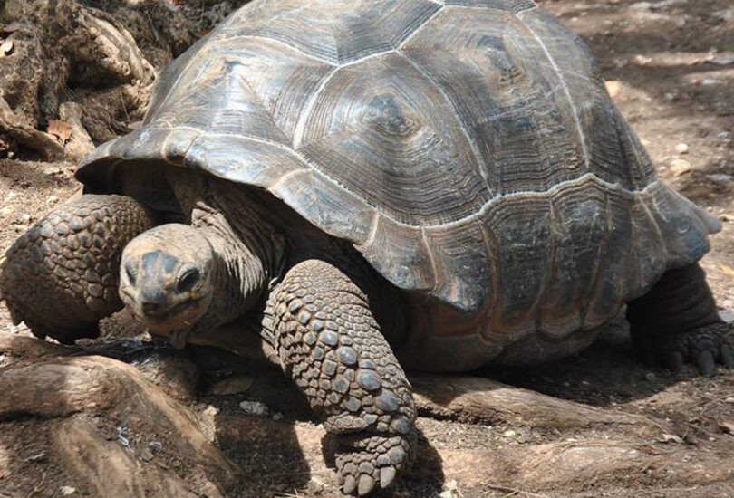Spice Tour Prison Island Giant Tortoises