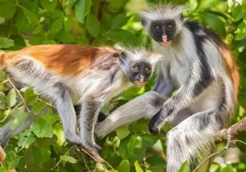 Wildlife Photography Spice Jozani Tour