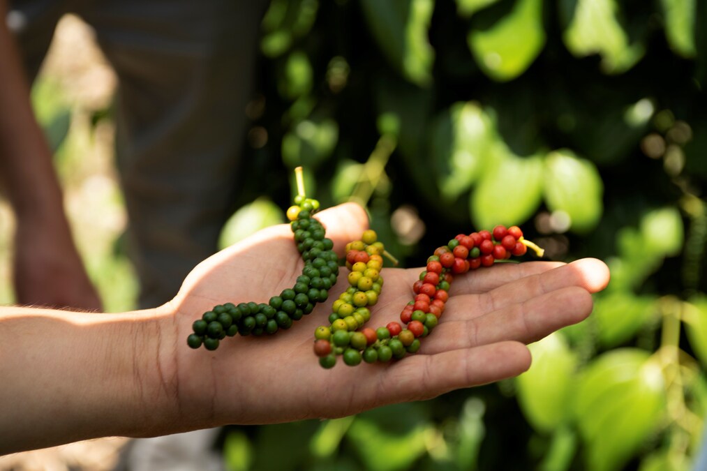 Zanzibar spice tour hands holding cloves cinnamon vanilla cardamom fresh spices