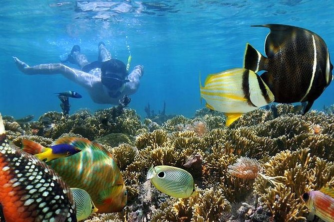 Snorkeling Adventure — Colorful coral reefs, tropical fish, and crystal-clear turquoise waters during included snorkeling excursion