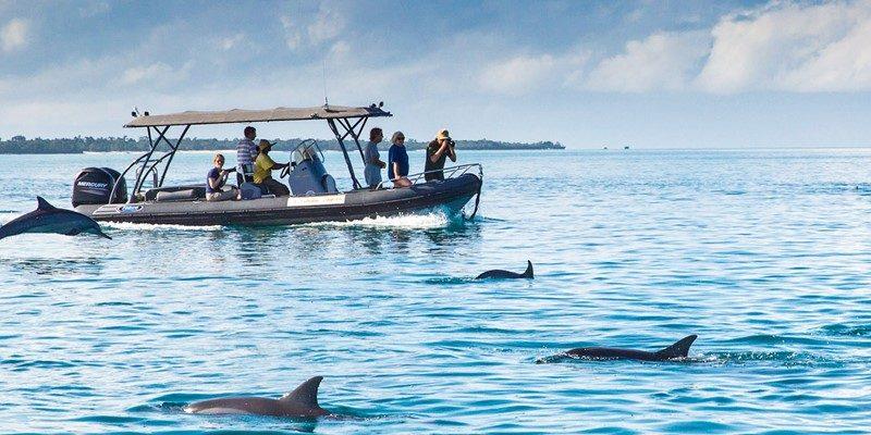 Luxury Private Dolphin Tour Zanzibar