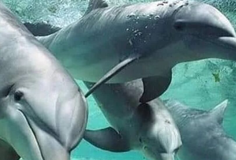 Spice Tour and Dolphin Swimming Combo