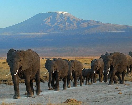 3 Days Amboseli Safari