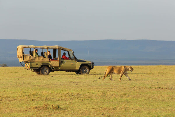Masai Mara and Lake Nakuru Safari