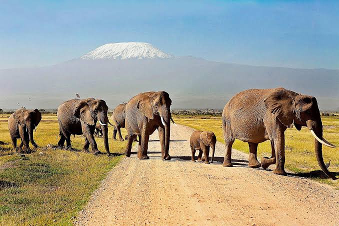 Amboseli Tsavo Diani