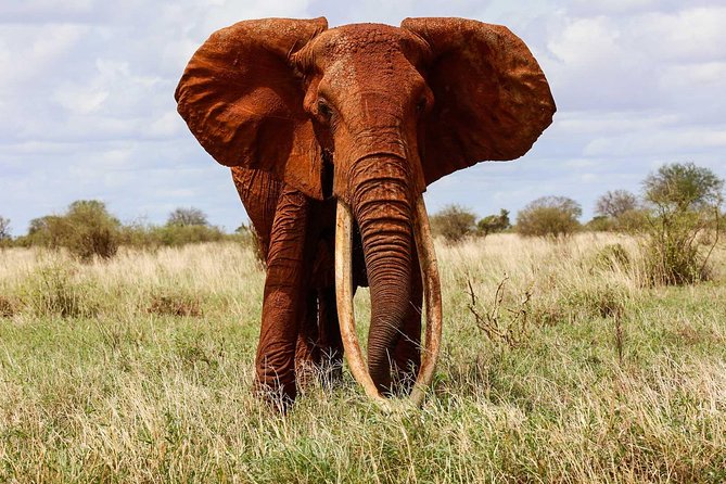 Masai Mara L Naivasha Amboseli Tsavo East