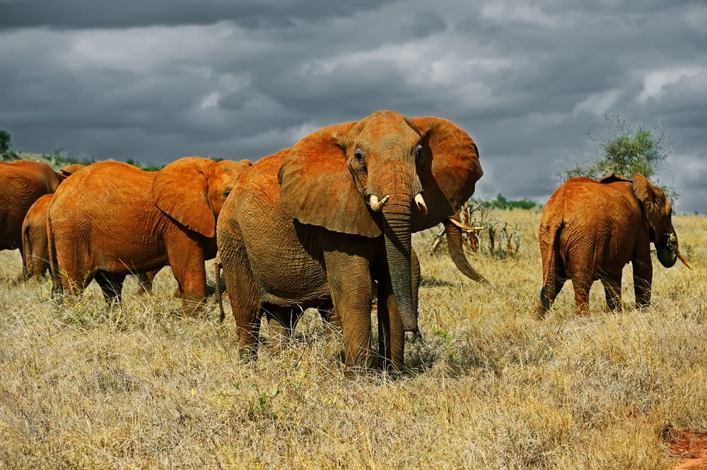 Tsavo and Diani