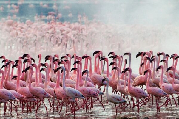 2 Days Lake Nakuru Safari