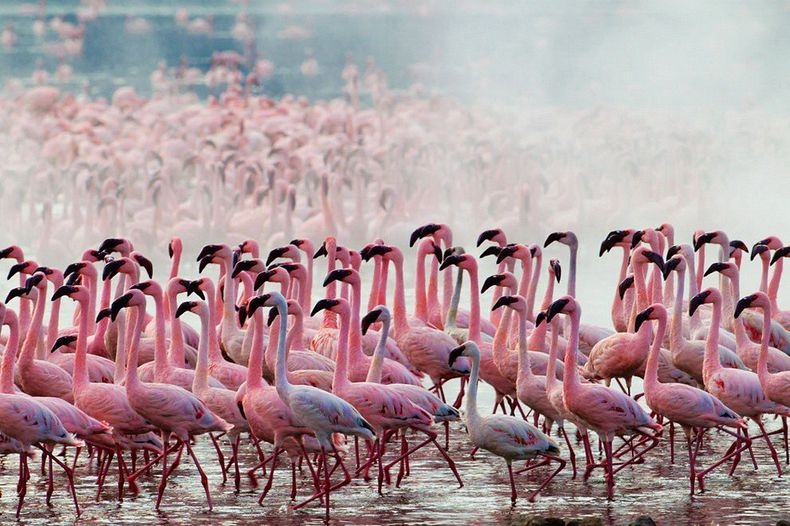 Lake Nakuru and Masai Mara Safari