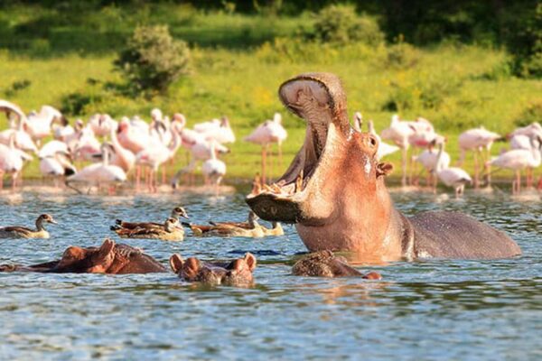 Masai Mara L Naivasha Amboseli Tsavo West