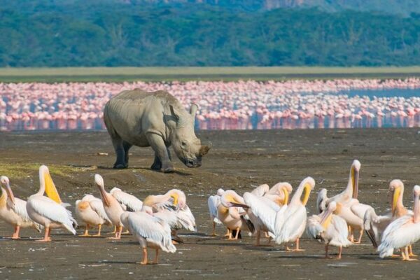 Masai Mara L Nakuru Amboseli Tsavo West