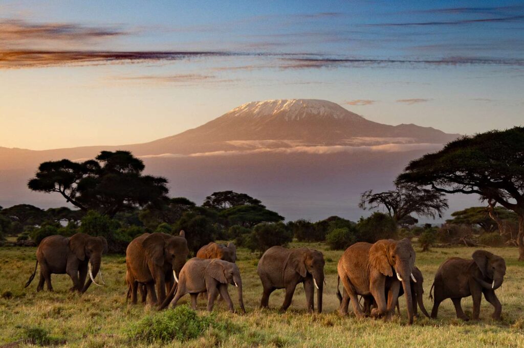 Kenya safari landscape panorama showing diverse ecosystems including savanna, mountains, and wildlife habitats across Masai Mara, Amboseli, and other national parks