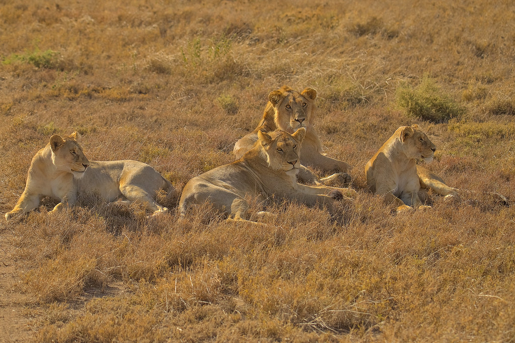 Tanzania safari experience featuring Great Wildebeest Migration in Serengeti National Park with massive herds crossing grasslands