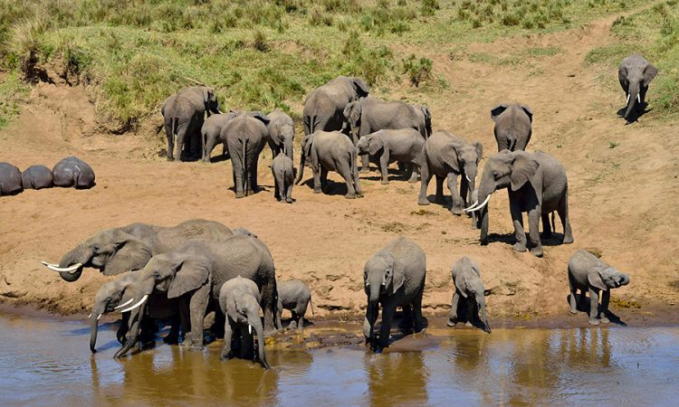 Tarangire Ngorongoro Serengeti